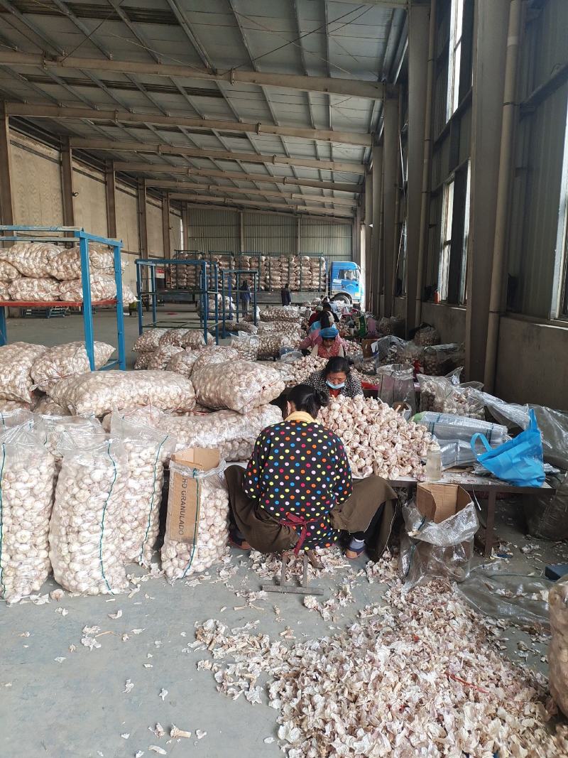 山东金乡大蒜批发加工工厂直供网袋纸箱包装