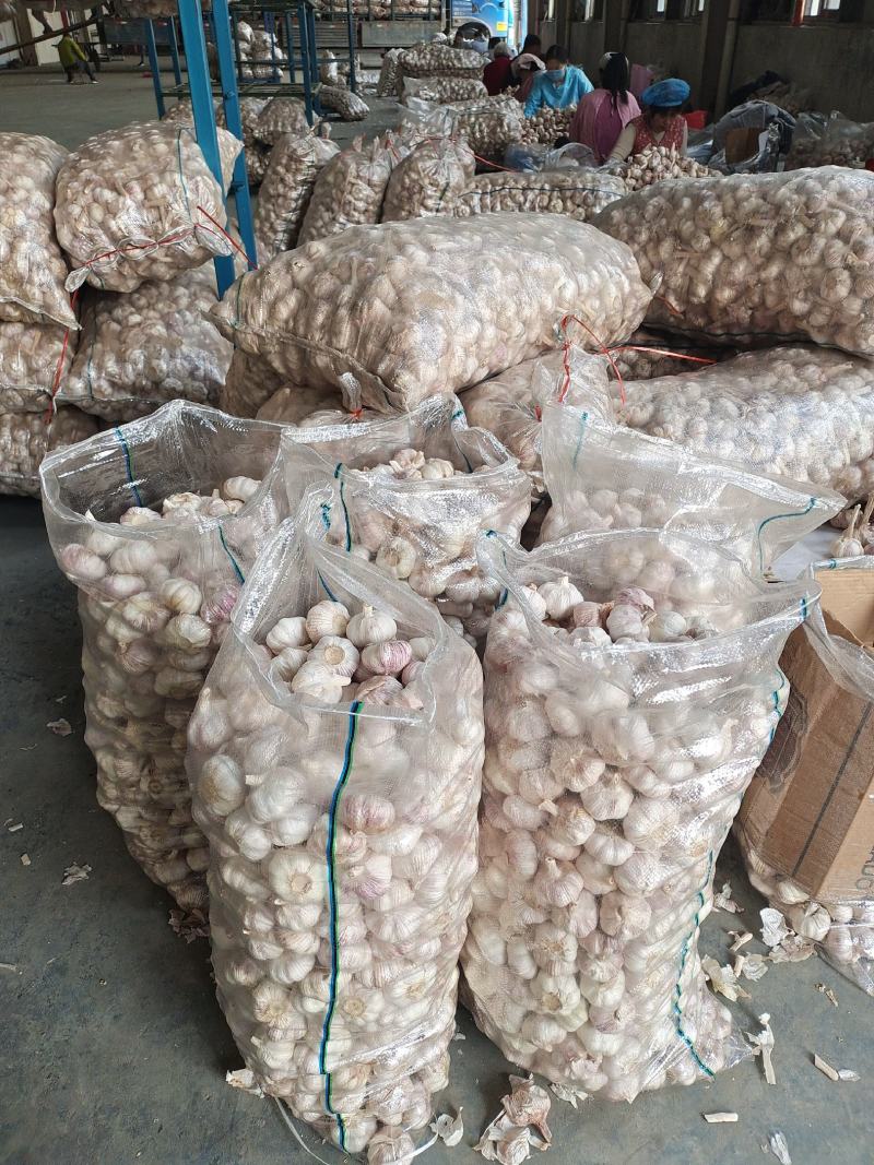山东金乡大蒜批发加工工厂直供网袋纸箱包装