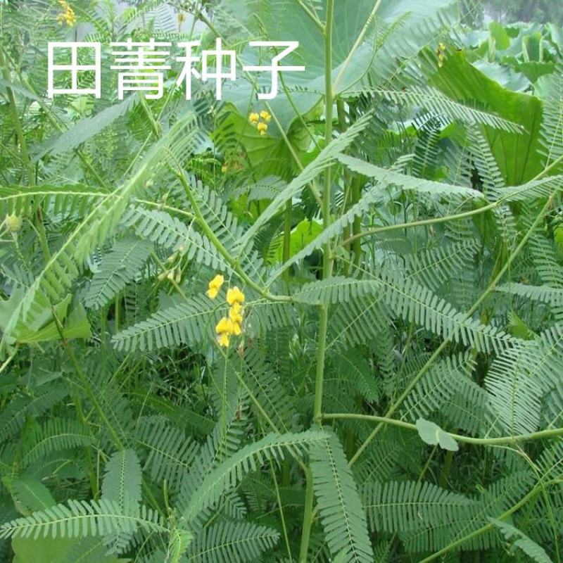 田箐种子果园土壤改善碱菁涝豆耐盐碱田青牧草绿肥牧草种子