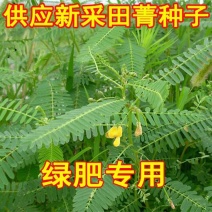 田箐种子果园土壤改善碱菁涝豆耐盐碱田青牧草绿肥牧草种子