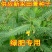 田箐种子果园土壤改善碱菁涝豆耐盐碱田青牧草绿肥牧草种子