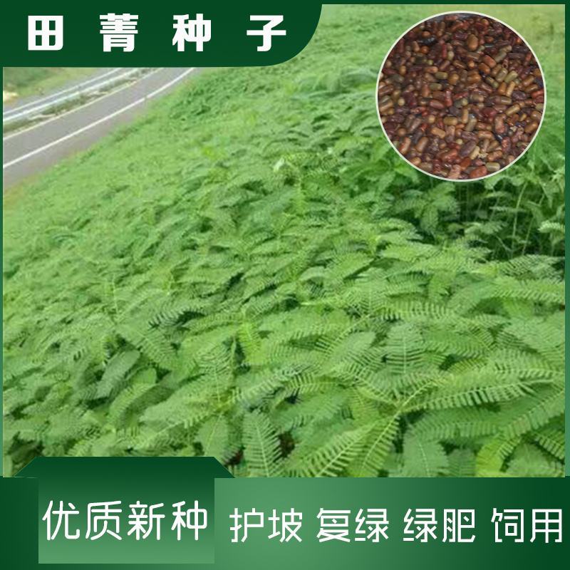 田箐种子果园土壤改善碱菁涝豆耐盐碱田青牧草绿肥牧草种子