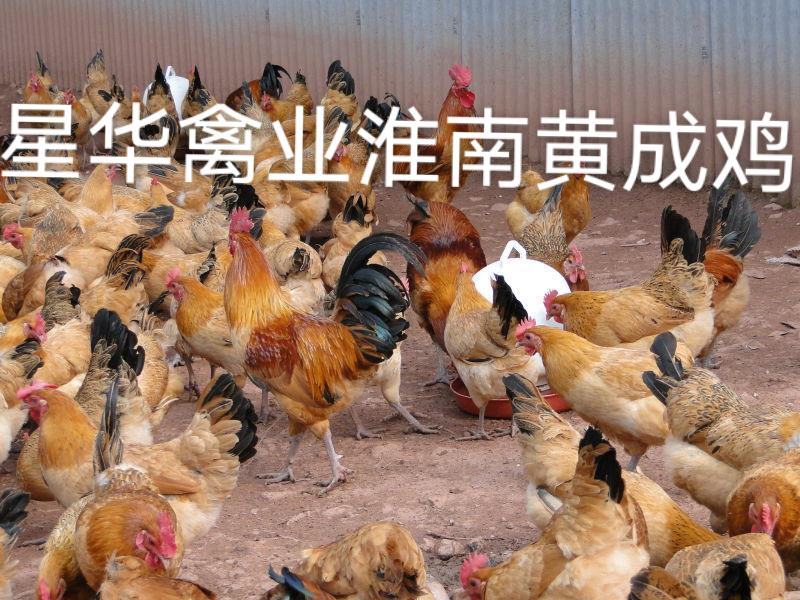 淮南王鸡苗青脚黄羽