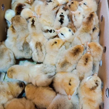 淮南王鸡苗青脚黄羽