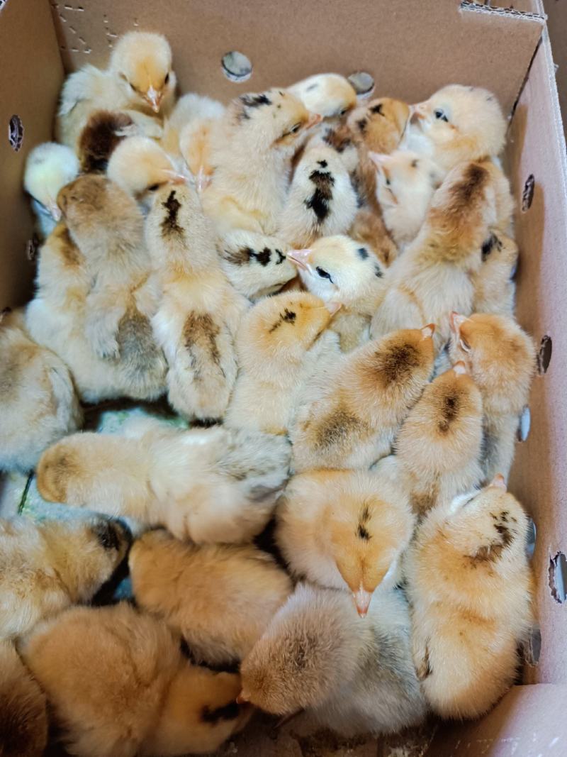 淮南王鸡苗青脚黄羽