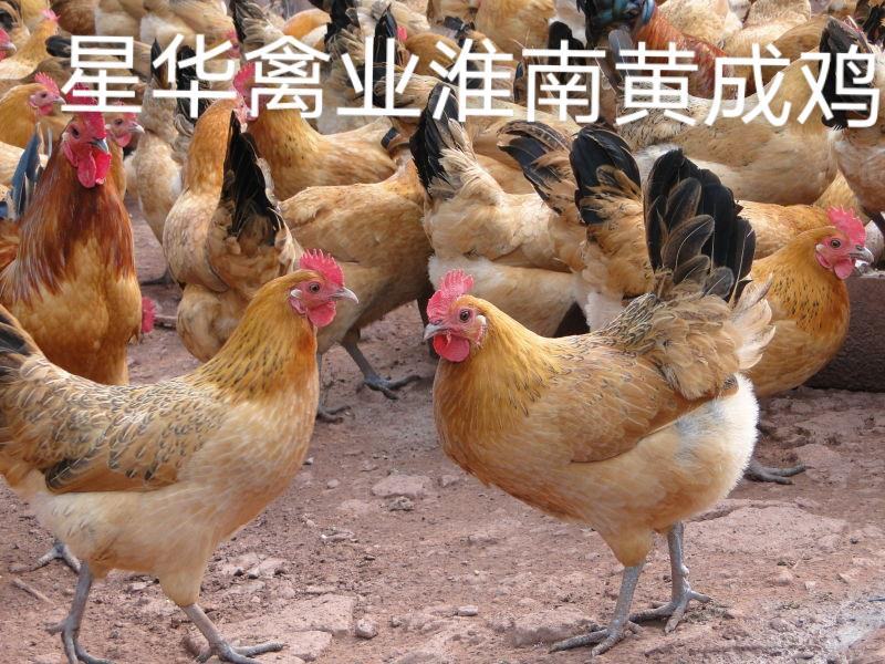 淮南王鸡苗青脚黄羽