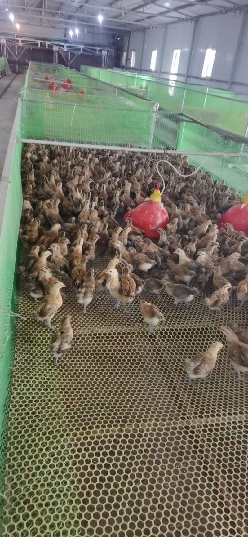 淮南王鸡苗青脚黄羽