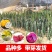 燕窝火龙果苗，嫁接苗，当年结果，根须发达好成活