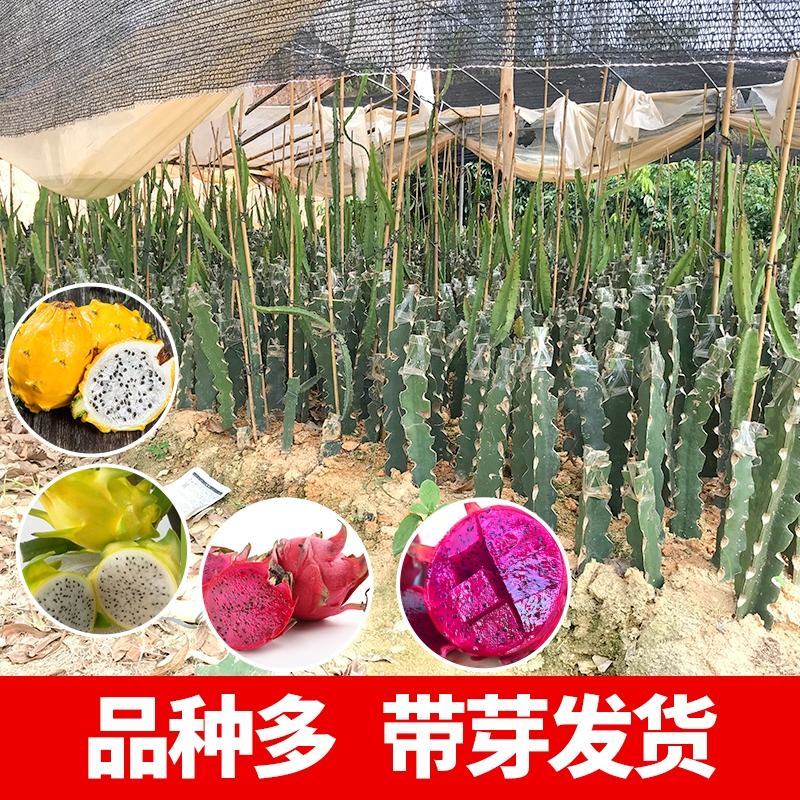 燕窝火龙果苗，嫁接苗，当年结果，根须发达好成活