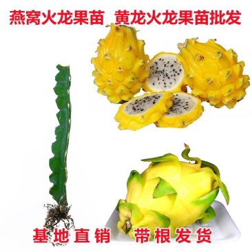 燕窝火龙果苗，嫁接苗，当年结果，根须发达好成活