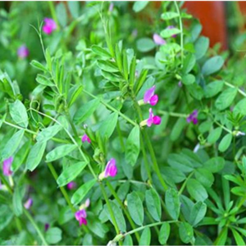 沙打旺种子多年生防沙固土护坡草耐寒耐旱盐碱草籽牧草种子