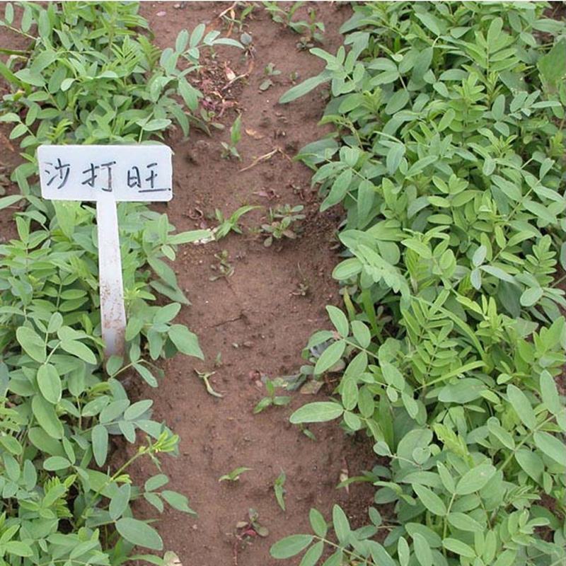 沙打旺种子多年生防沙固土护坡草耐寒耐旱盐碱草籽牧草种子