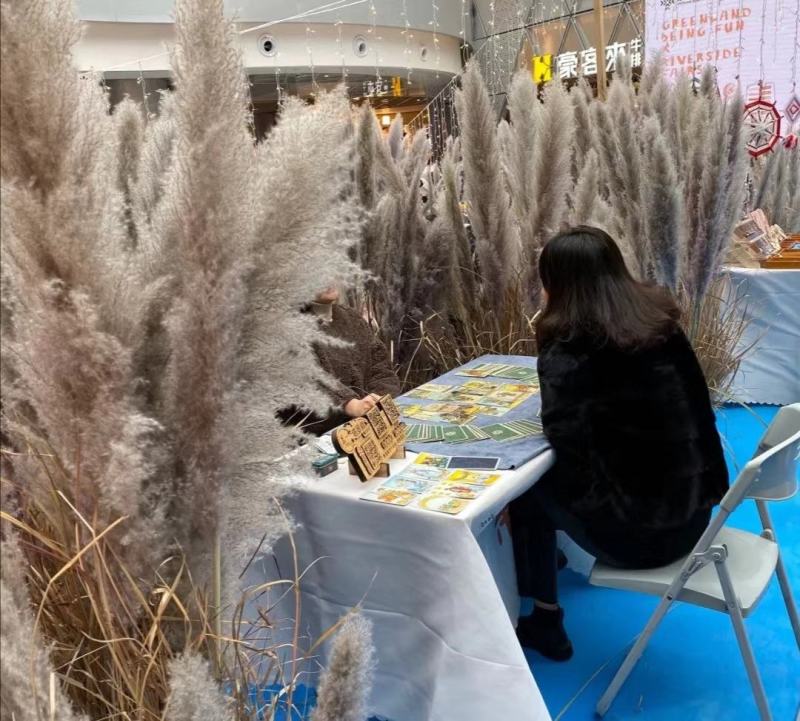 越南灰色大芦苇干花现货多多花穗60-100cm