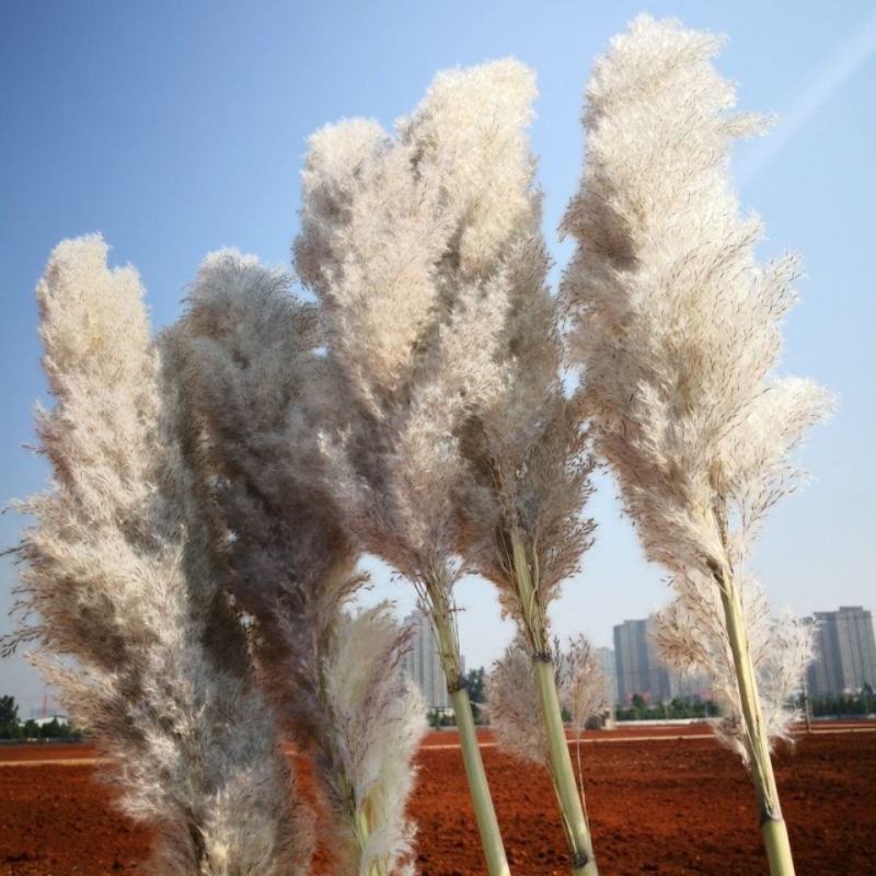 越南灰色大芦苇干花现货多多花穗60-100cm