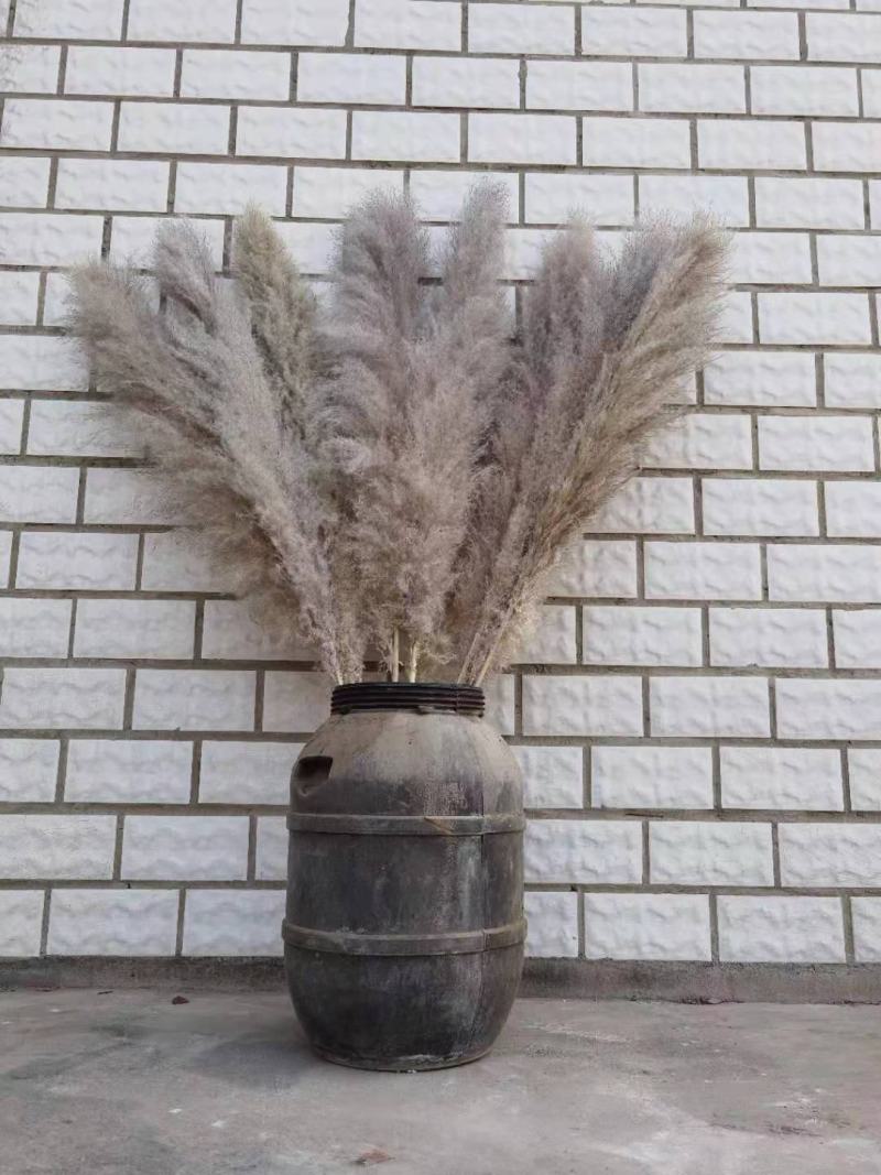 越南灰色大芦苇干花现货多多花穗60-100cm