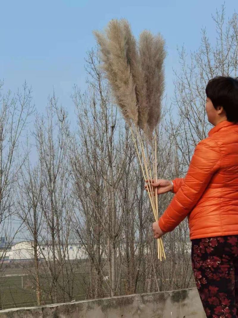 越南灰色大芦苇干花现货多多花穗60-100cm