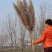 越南灰色大芦苇干花现货多多花穗60-100cm