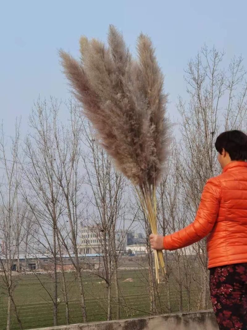 越南灰色大芦苇干花现货多多花穗60-100cm
