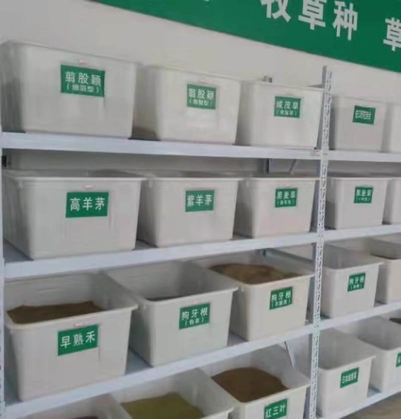 香椿种子四季播种阳台盆栽地栽