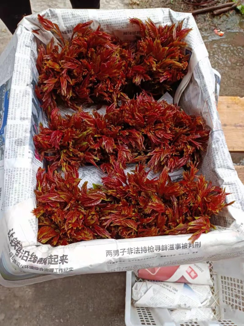 香椿种子四季播种阳台盆栽地栽