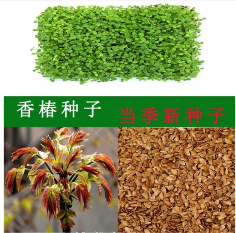 香椿种子四季播种阳台盆栽地栽