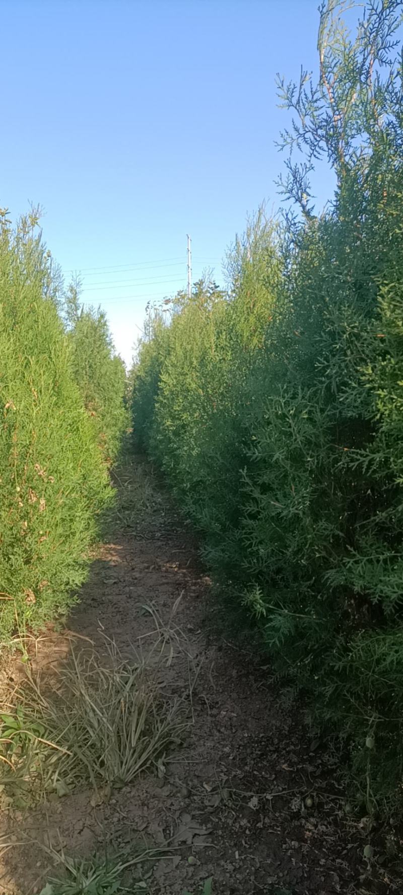 侧柏30公分~2米5量大有需要的联系我。