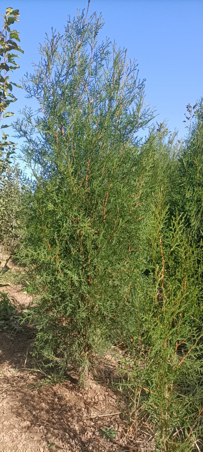 侧柏30公分~2米5量大有需要的联系我。