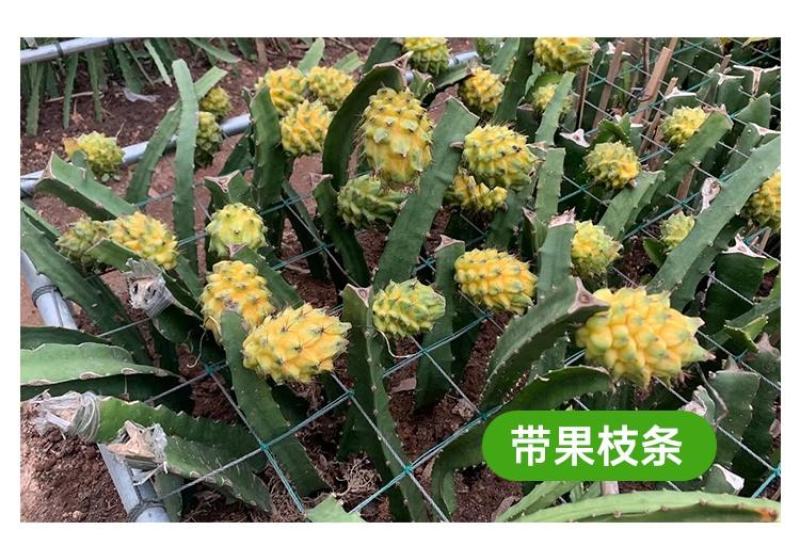 黄龙火龙果苗，燕窝火龙果苗根须发达次年结果
