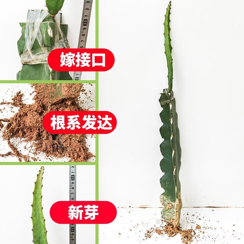 黄龙火龙果苗，燕窝火龙果苗根须发达次年结果
