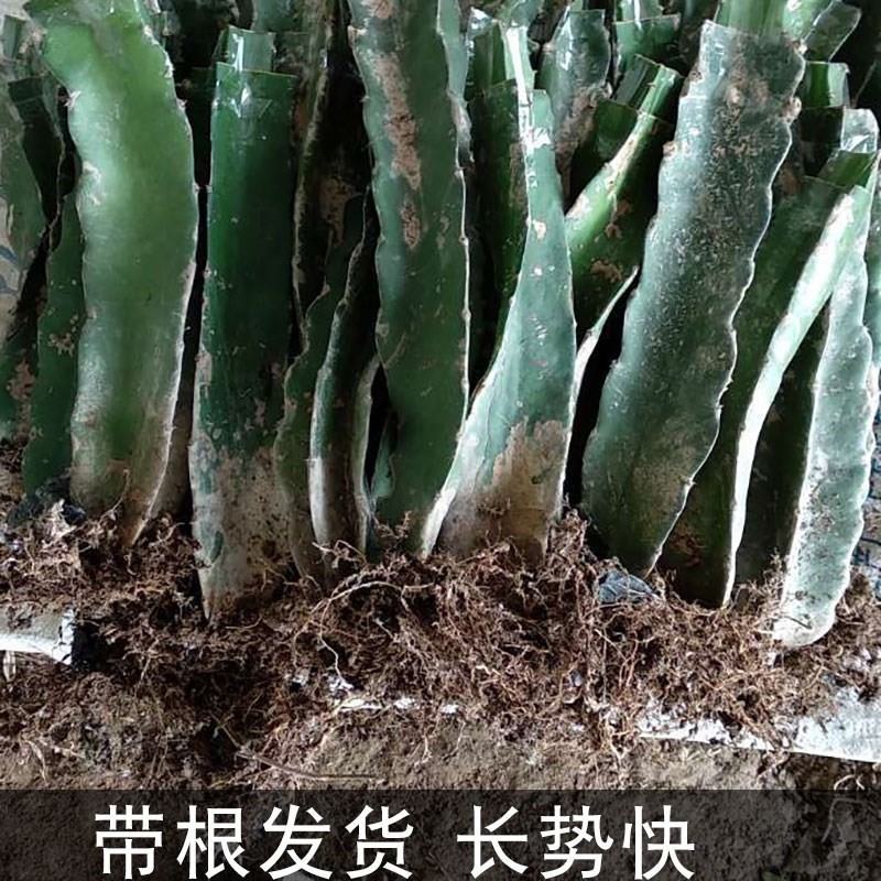 黄龙火龙果苗，燕窝火龙果苗根须发达次年结果