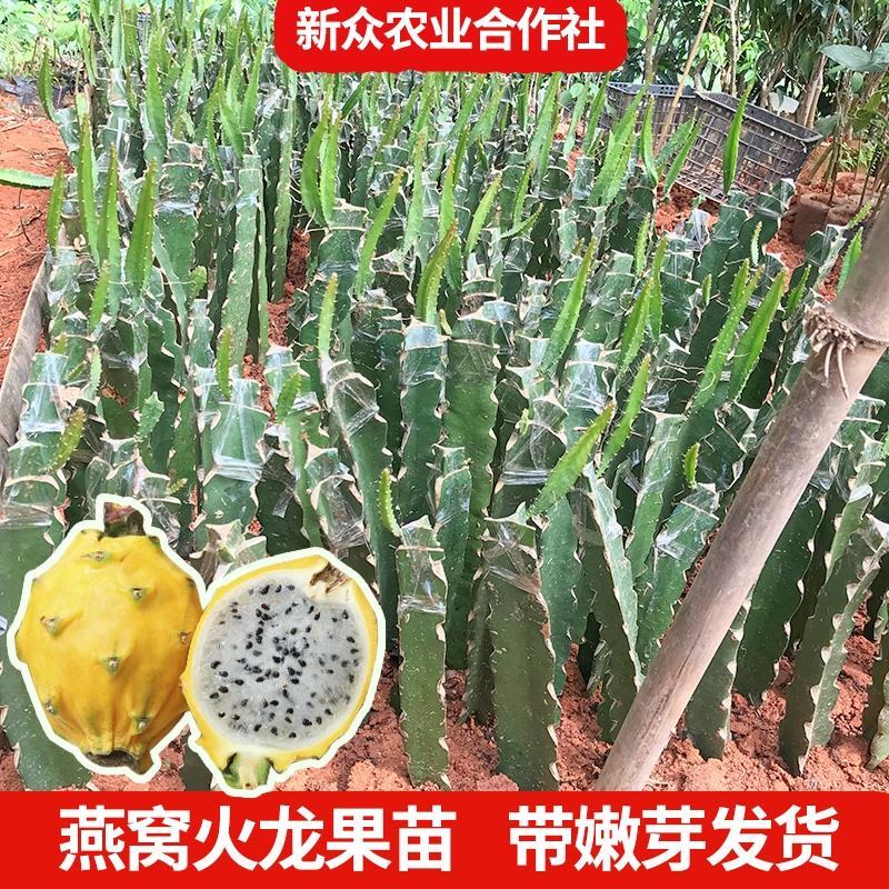 黄龙火龙果苗，燕窝火龙果苗根须发达次年结果