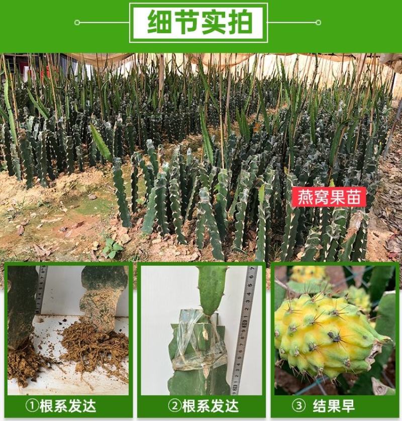 黄龙火龙果苗，燕窝火龙果苗根须发达次年结果