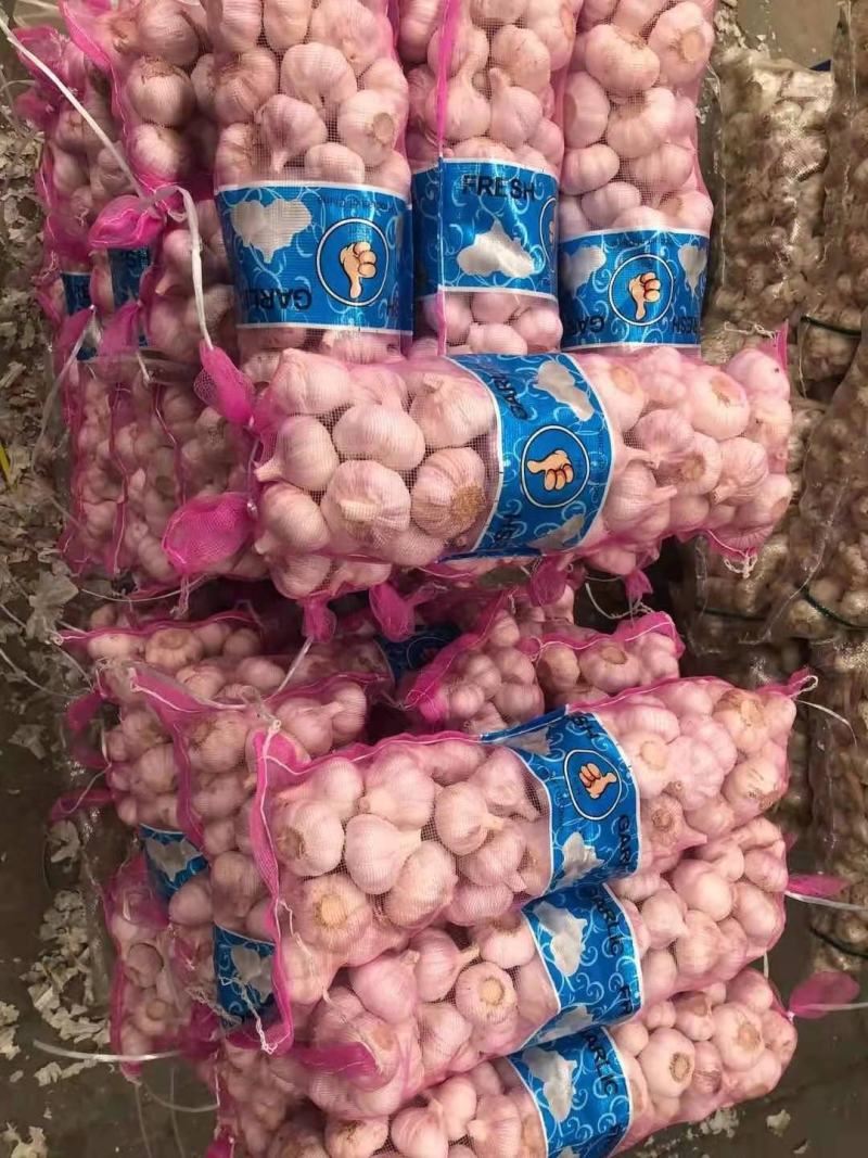 金乡大蒜山东大蒜高品质出口内销加工