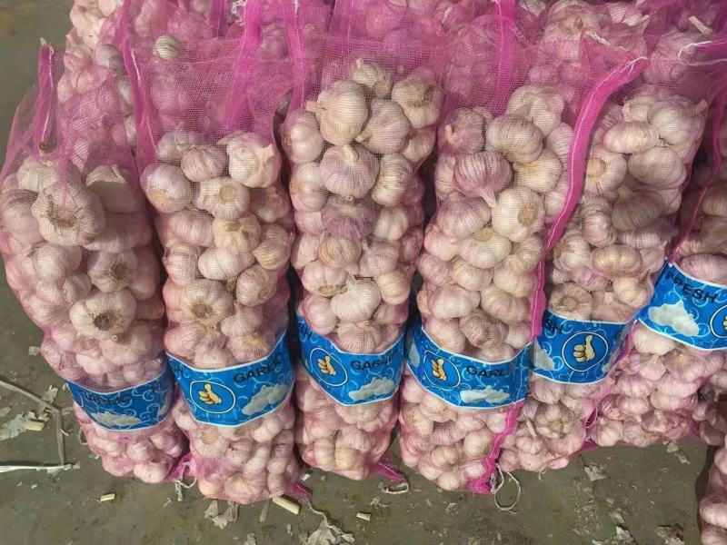 金乡大蒜山东大蒜高品质出口内销加工