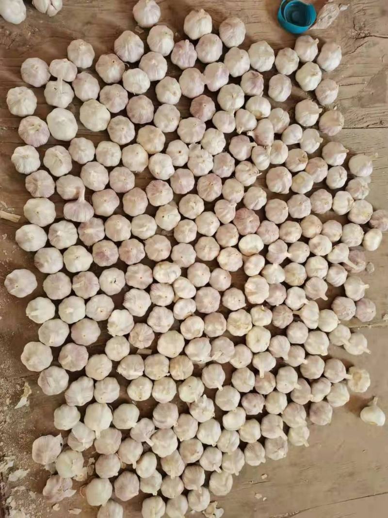 金乡大蒜山东大蒜高品质出口内销加工