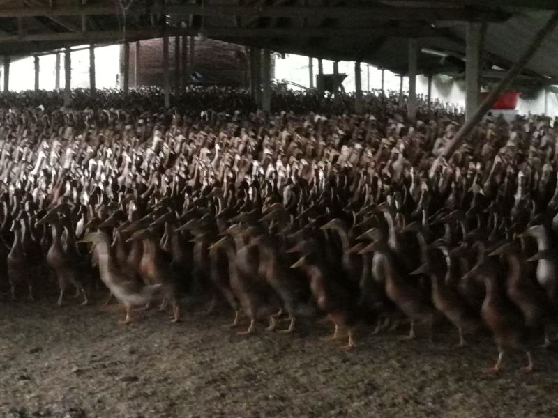 纯稻田放养青年肉鸭！高质量金锭麻！红毛金锭！！！