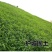 狗尾草种子旱地常见牧草杂草种子观赏型护坡狗尾巴草种籽芮草