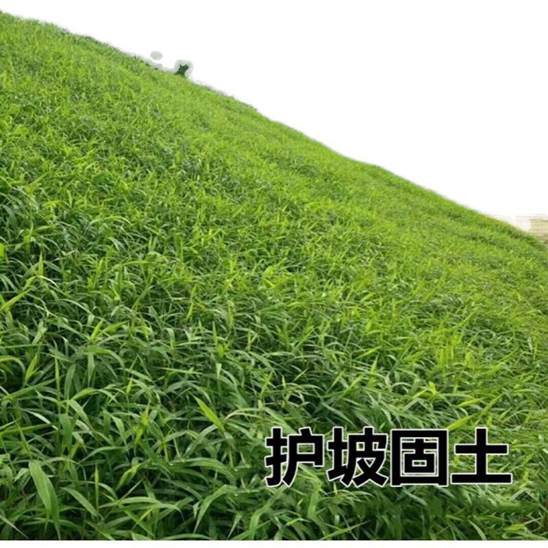 狗尾草种子旱地常见牧草杂草种子观赏型护坡狗尾巴草种籽芮草