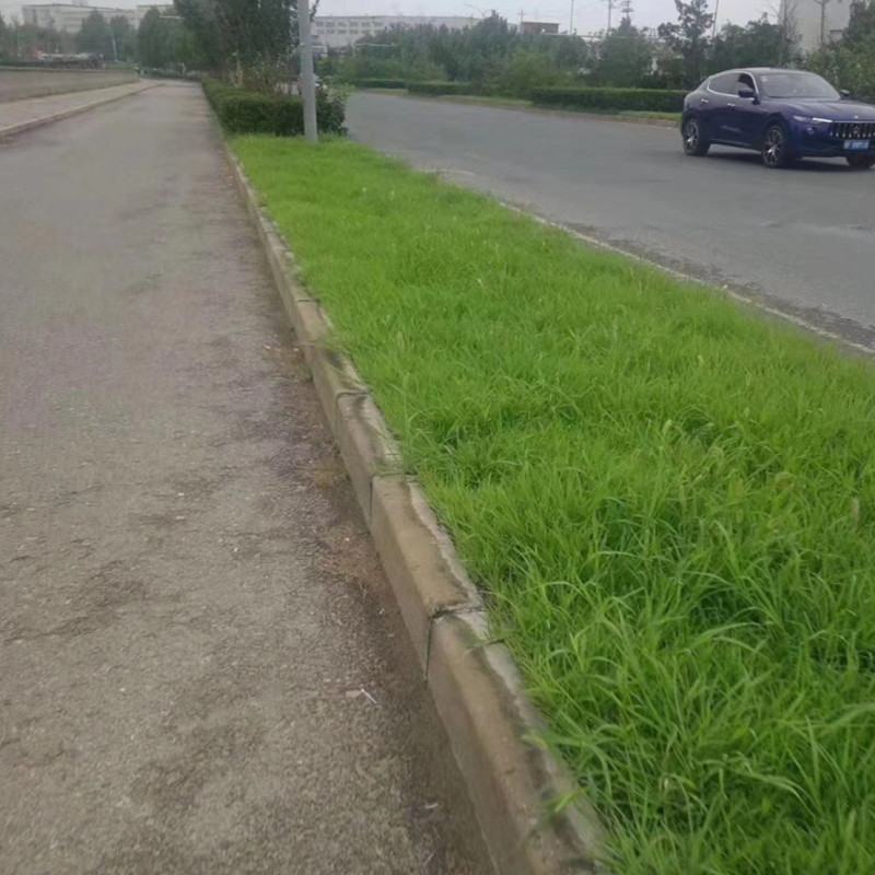 狗尾草种子旱地常见牧草杂草种子观赏型护坡狗尾巴草种籽芮草