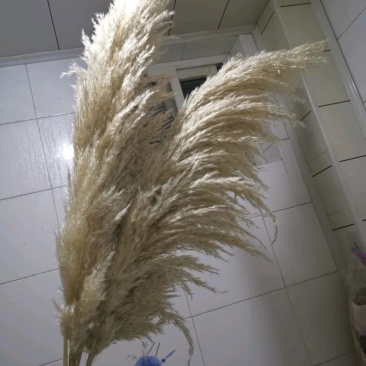 米白大蒲苇干花大量现货花穗60-100cm