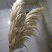 米白大蒲苇干花大量现货花穗60-100cm