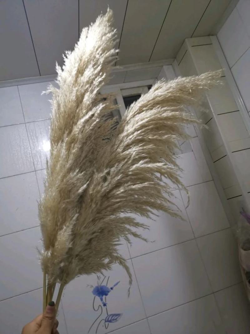 米白大蒲苇干花大量现货花穗60-100cm