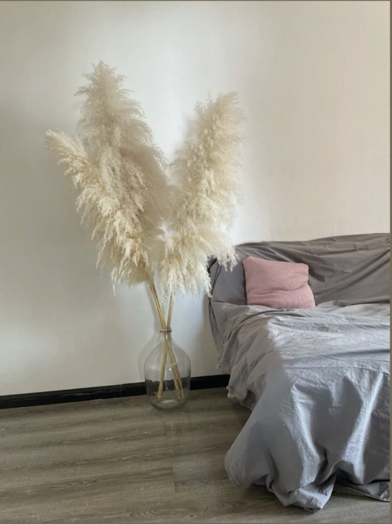 米白大蒲苇干花大量现货花穗60-100cm