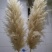米白大蒲苇干花大量现货花穗60-100cm