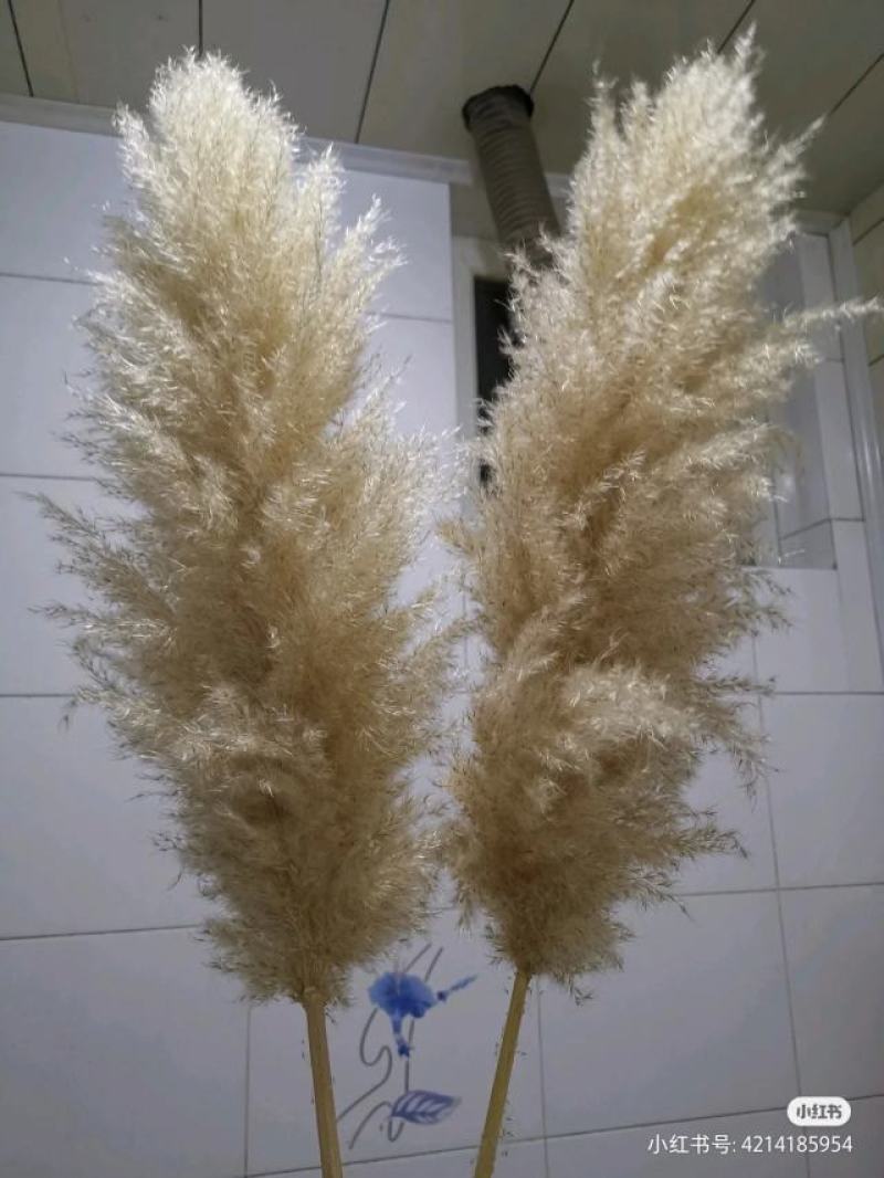 米白大蒲苇干花大量现货花穗60-100cm