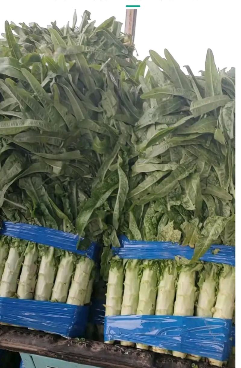 莴笋基地，红叶莴笋，货源充足，青肉，单颗重，不空心