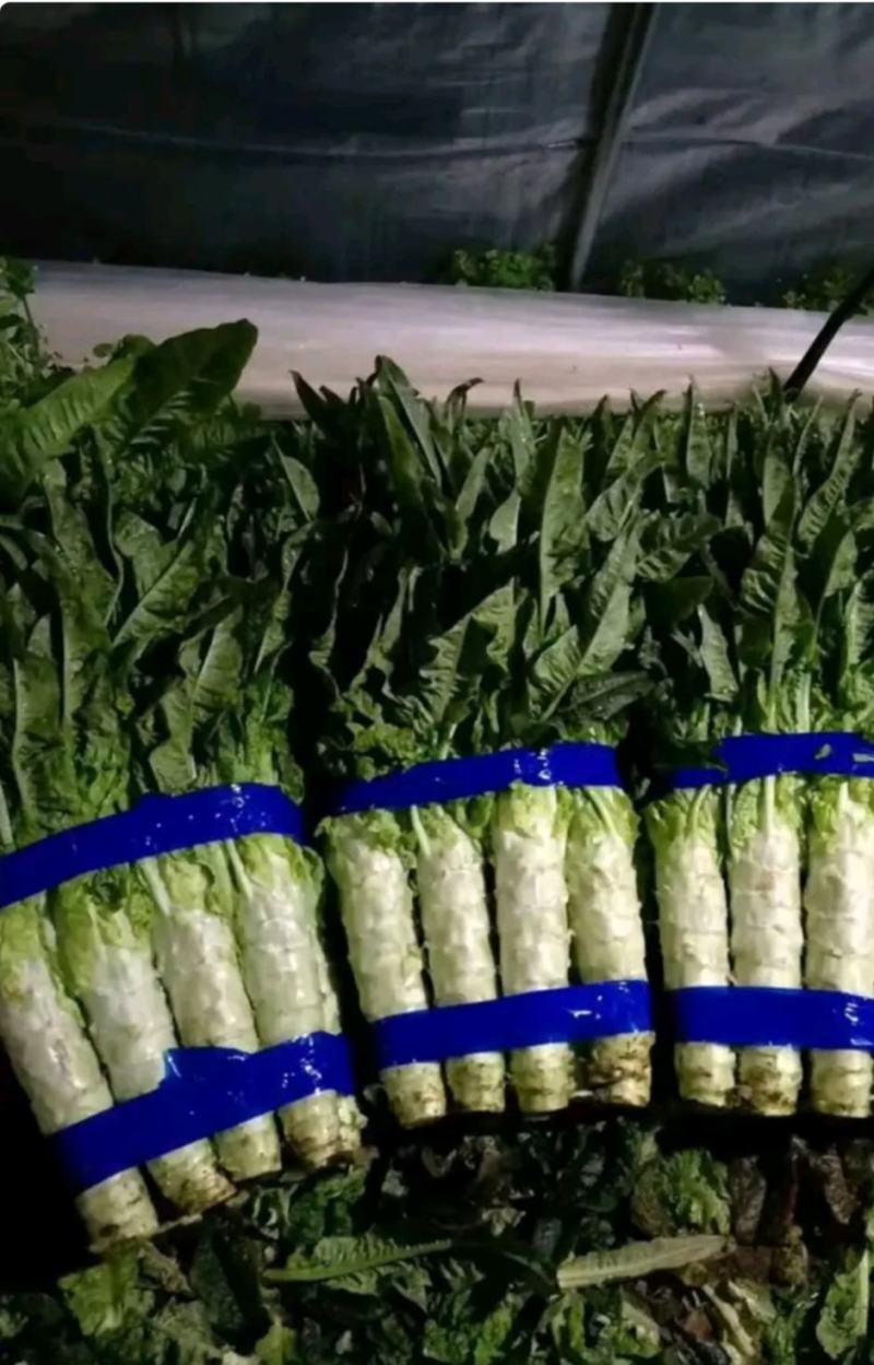 莴笋基地，红叶莴笋，货源充足，青肉，单颗重，不空心