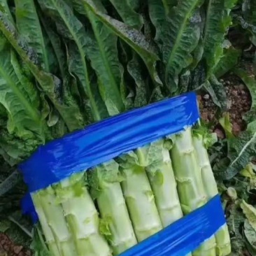莴笋基地，红叶莴笋，货源充足，青肉，单颗重，不空心