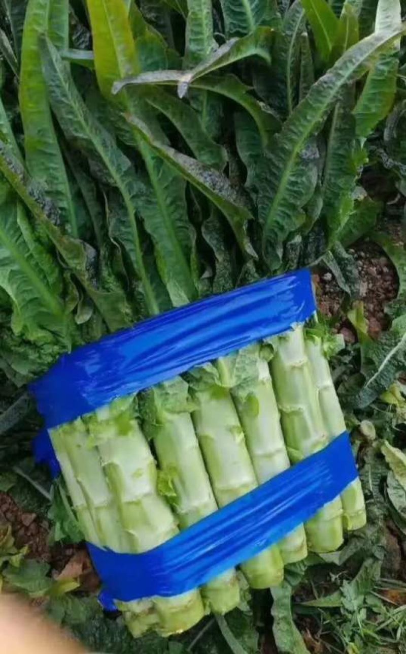 莴笋基地，红叶莴笋，货源充足，青肉，单颗重，不空心