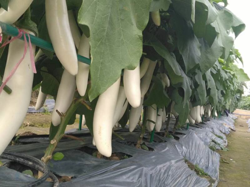 白长茄种子基地用种高产白雪公主茄子种子早熟杂交优质丰产